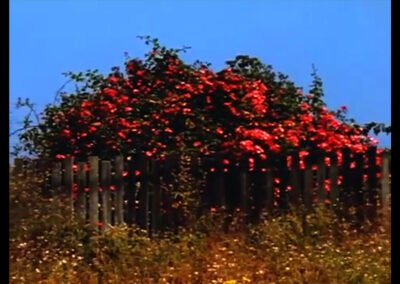 Sem Título # 9 : Nem Todas as Flores da Falta