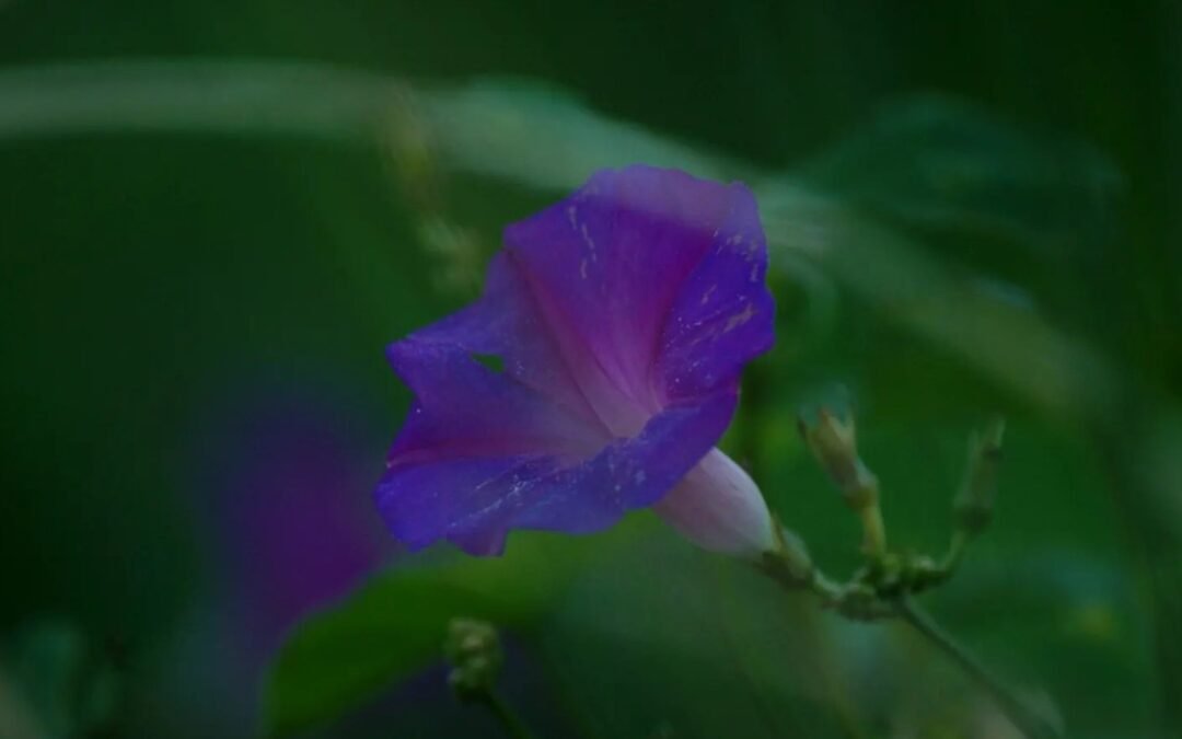 15º Cine Esquema Novo – Arte Audiovisual Brasileira ocorre de 14 a 23 de fevereiro em Porto Alegre