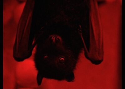 A figura da quimera seria mais adequada